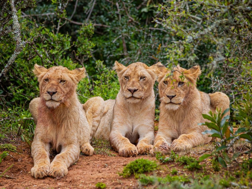 Aquila Big 5 Safari