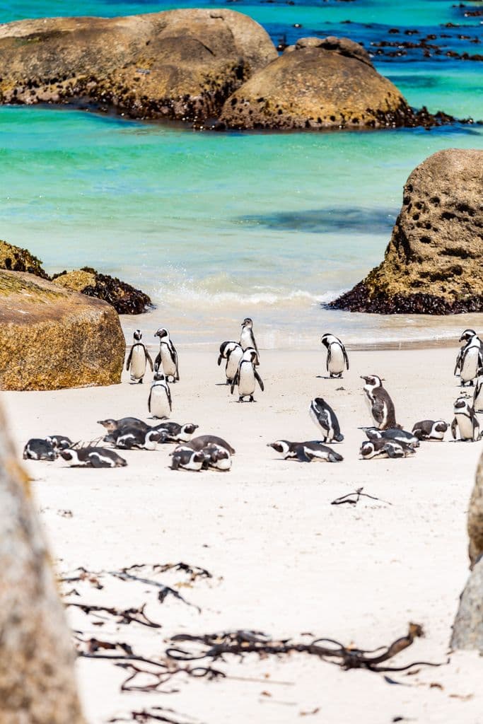 Boulders Beach