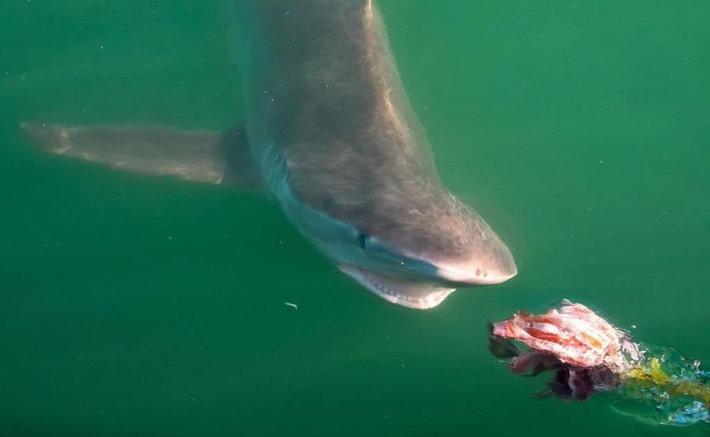 Shark Cage Diving